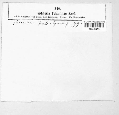 Heterosphaeria pulsatillae image